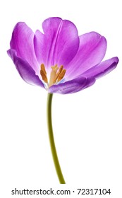 Purple Tulip Isolated On White Background