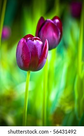 Purple tulip on a green background
