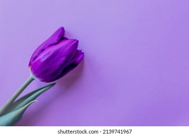 purple tulip on a lilac background with copyspace. pantone color of the year 2022 very peri. Postcard, congratulation, spring holidays, celebration - Powered by Shutterstock