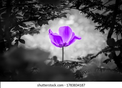 Purple Tulip Soul In Black White For Peace Heal Hope. The Flower Is Symbol For Power Of Life And Mind Strength Beyond Grief Death And Sorrows. Also Symbolizes Healing Of Stress Or Burnout