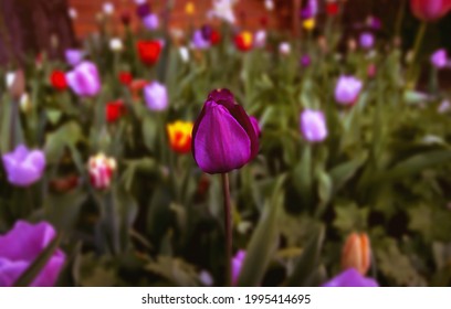 A purple tulip surrounded by other colorful flowers during spring in Toronto, Ontario, Canada.
