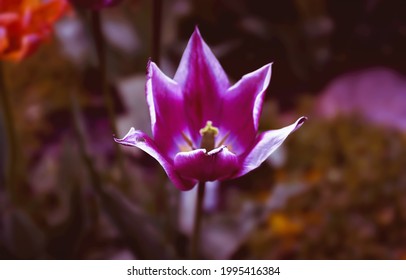 A purple tulip with white edges during spring in Toronto, Ontario, Canada.
