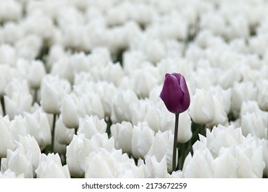 A Purple Tulip In A White Tulip Field