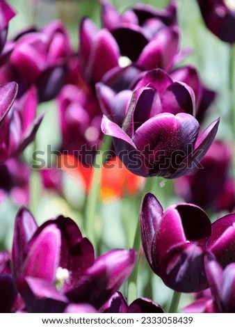Purple Tulips - Albany, New York
