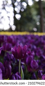 Purple tulips amid a sunlit tulip garden at a flower fair in Chiang Rai, Thailand.