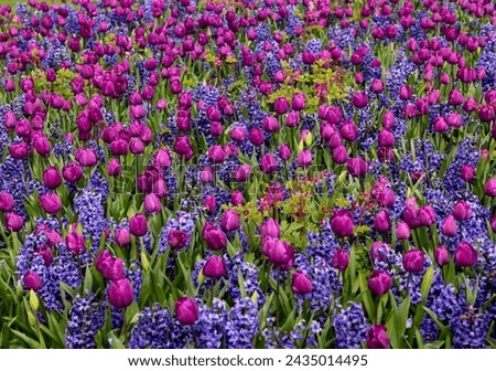 purple tulips and blue hyacinths blooming in a garden