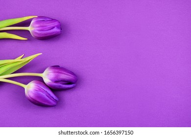 Purple tulips frame stock images. Purple tulips on a violet background. Spring floral decoration. Spring flower isolated on a purple background with copy space for text
