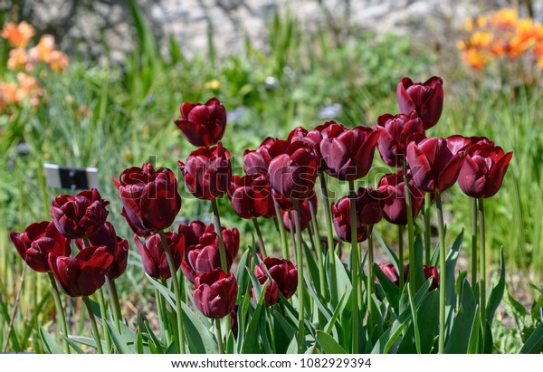 Purple tulips in the sun. These are the variety Tulipa Jan Reus