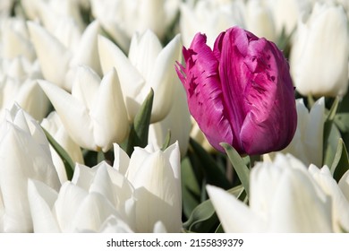 Purple Tulp In A White Tulip Field