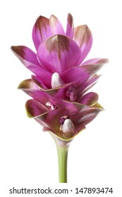 Purple Turmeric Flower