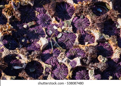Purple Urchin Colony
