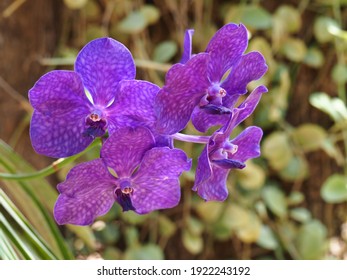 84 imágenes de Vanda delight - Imágenes, fotos y vectores de stock |  Shutterstock