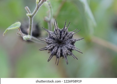 Purple Velvet Plant