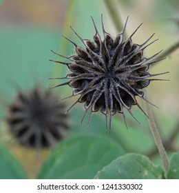 Purple Velvet Plant                 