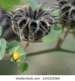 Purple Velvet Plant Flower      