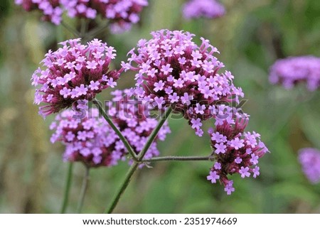 Similar – Image, Stock Photo Garden verbena in a flower box