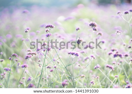 Purple verbena flowers with afternoon light
Suitable for making background images