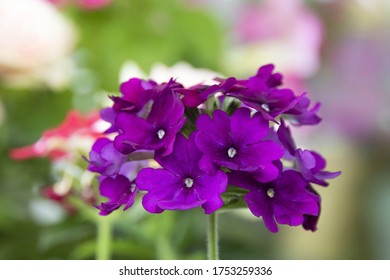 Purple Verbena On My Balcony Against The Background Of Flowers. Lilac Verbena.