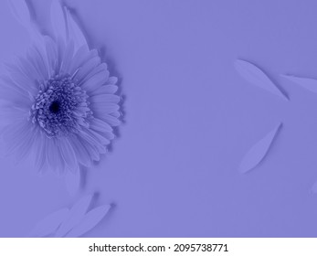 Purple very peri color beautiful gerbera daisy flower on monochrome background in water with ripples and petals.