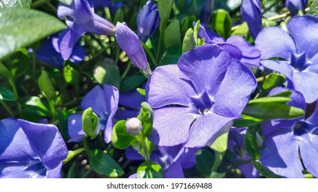 Purple Vinca Minor Periwinkle flowers in outdoor garden. Purple blue flowers of periwinkle.