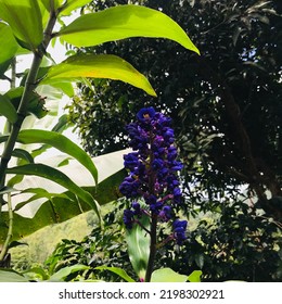 Purple Viola At Baguio City Side