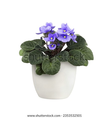 Purple viola flowers in a flowerpot isolated on white. Profile view. 