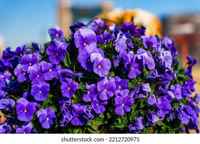Purple Violas Basking In The Sun