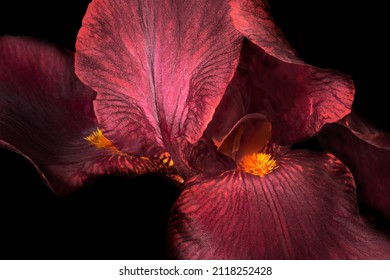 Purple or violet fleur-de-lis, Iris flower, isolated on black background.