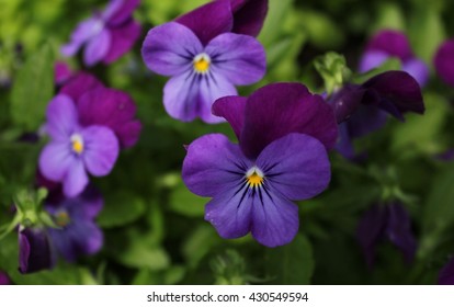 Purple Violet Flowers 