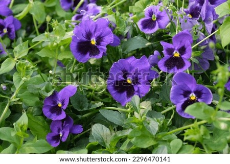 Purple violet flowers in the garden. Beautiful and vibrant flowers. Floral background, wallpaper. Pansy flowers. Violets in the park.