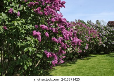 Purple and violet lilac flowers blossom blooming in springtime. Lilac flowering bush bloom. Lilac flowers in garden. View on lilac trees garden path and flowerbed in park. Blossoming at spring