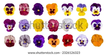 Purple Violet Pansies Isolated, Tricolor Viola Close up, Viola Flowers Set, Heartsease Collection, Johnny Jump up or Three Faces in a Hood Flower on White Background
