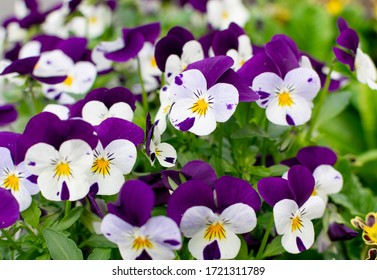 Purple Violet Pansies, Tricolor Viola Closeup. Flowerbed with Viola Flowers, Heartsease, Johnny Jump up or Three Faces in a Hood Flower Texture Background