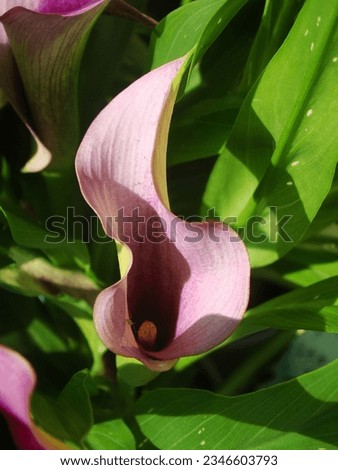 Purple, violet, pink and lilac kalla lily flower (zantedeschia) closeup on the background of green leaves in the summer garden