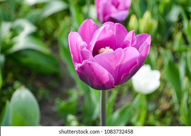 Purple, violet tulip in the garden. Blooming summer flowers.