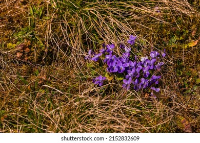 Purple violets in a meadow are a harbinger of spring in Germany - Shutterstock ID 2152832609
