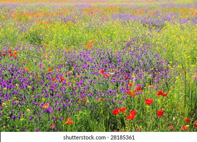 Purple Vipers Bugloss