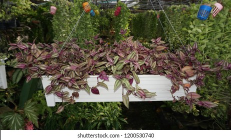 Purple Wandering Jew Or Silver Inch Plant