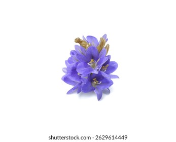 Flor jacinto agua púrpura