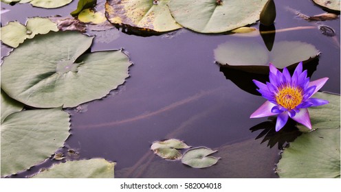 Purple Water Lily