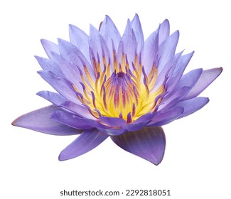 Purple water lily, Blooming water lily flower isolated on white background, with clipping path                                                                                                - Powered by Shutterstock