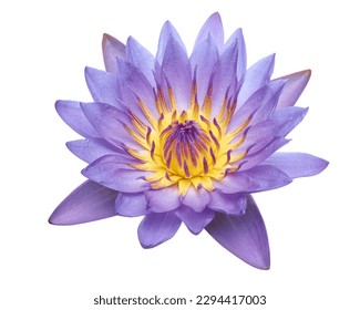 Purple water lily, Blooming water lily flower isolated on white background, with clipping path                                                                                                           - Powered by Shutterstock