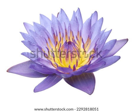 Purple water lily, Blooming water lily flower isolated on white background, with clipping path                                                                                               