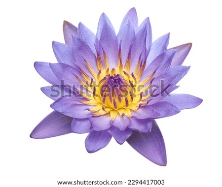 Purple water lily, Blooming water lily flower isolated on white background, with clipping path                                                                                                          
