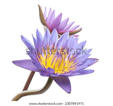 Purple water lily, Blooming water lily flower isolated on white background, with clipping path                                                                  