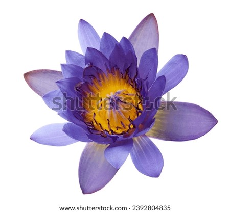 Purple water lily, Blooming water lily flower isolated on white background, with clipping path                                   