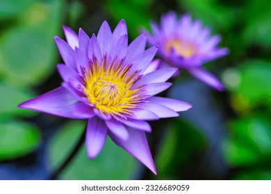 Purple water lily flowers blooming in garden pond. Floral soft tender background from green fresh lush defocused macro. Abstract summer background with purple flowers, bright panoramic nature closeup - Powered by Shutterstock