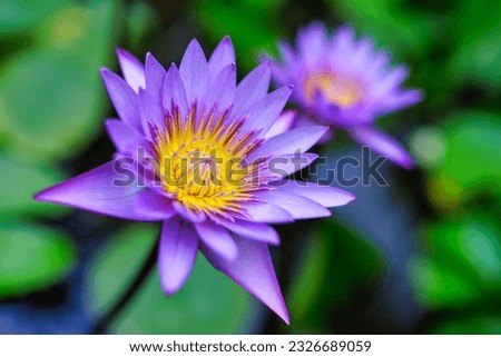 Purple water lily flowers blooming in garden pond. Floral soft tender background from green fresh lush defocused macro. Abstract summer background with purple flowers, bright panoramic nature closeup
