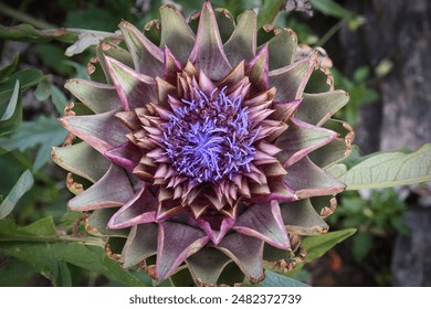 A purple water lily in full bloom, with a striking yellow center, sits on a tranquil pond next to a lily pad. The still water and natural setting evoke a sense of peace and beauty. - Powered by Shutterstock