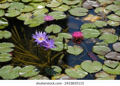 purple water lily. Nymphaea Attraction water lily. purple (hardy water lily) day-blooming flower - Powered by Shutterstock